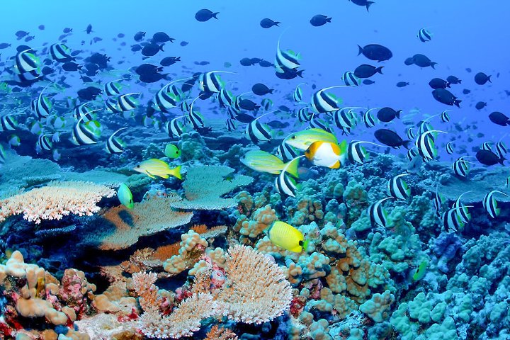 Snorkeling in Bar Reef Marine Sanctuary