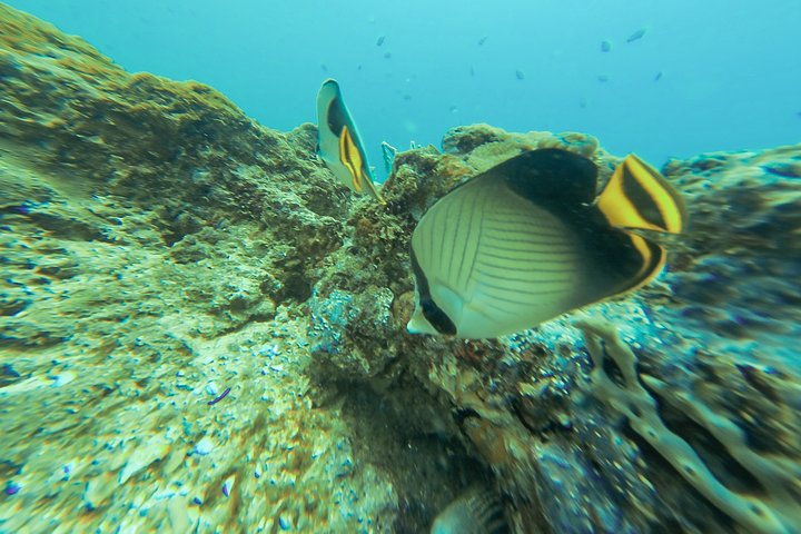 Snorkeling in Talawila St. Anne's Reef