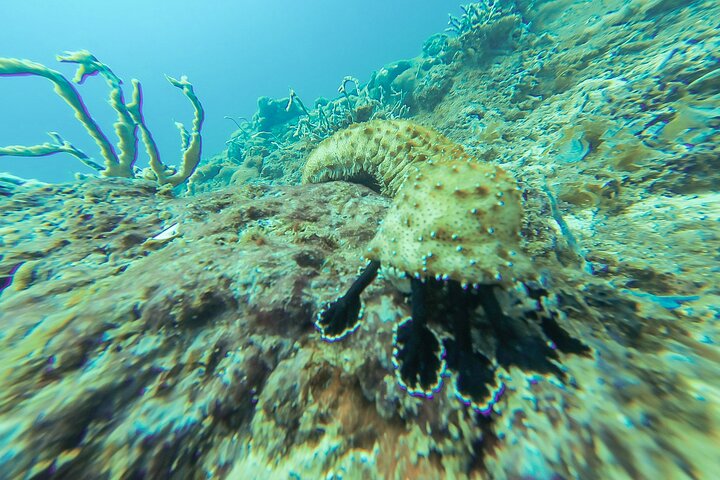 Snorkeling in Talawila St. Anne's Reef