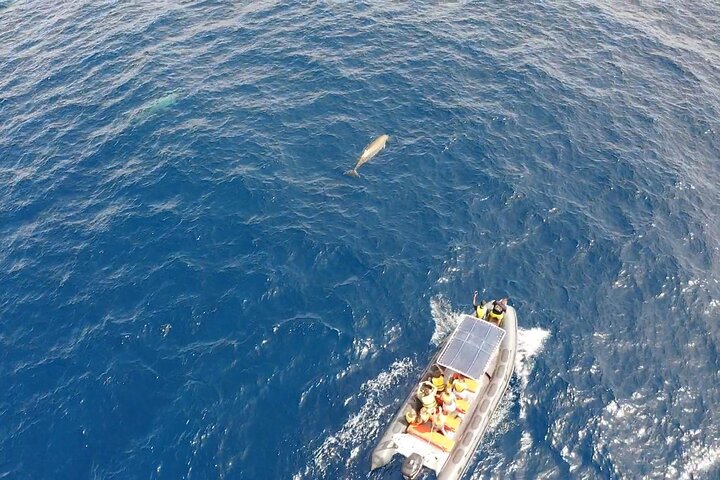 2h Dolphin and Whale Viewing + Snorkeling Tour