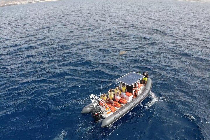 2h Dolphin and Whale Viewing + Snorkeling Tour
