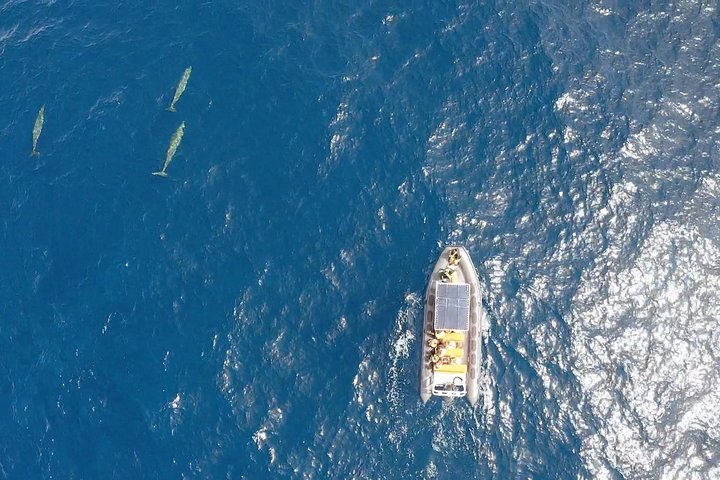 2h Dolphin and Whale Viewing + Snorkeling Tour
