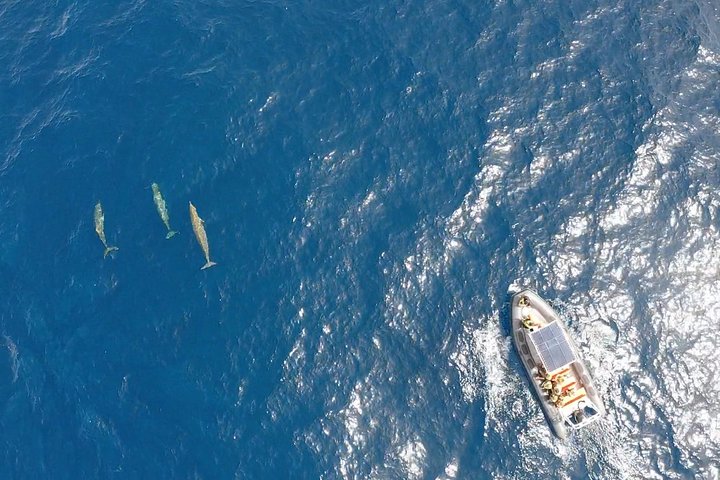 2h Dolphin and Whale Viewing + Snorkeling Tour