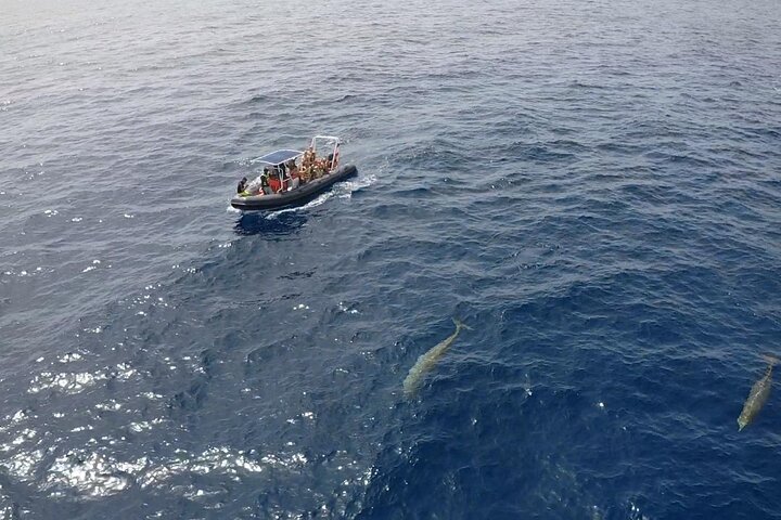 2h Dolphin and Whale Viewing + Snorkeling Tour