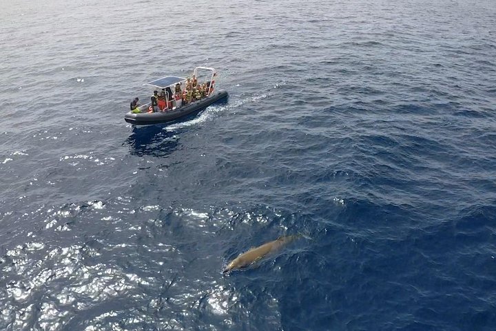 2h Dolphin and Whale Viewing + Snorkeling Tour
