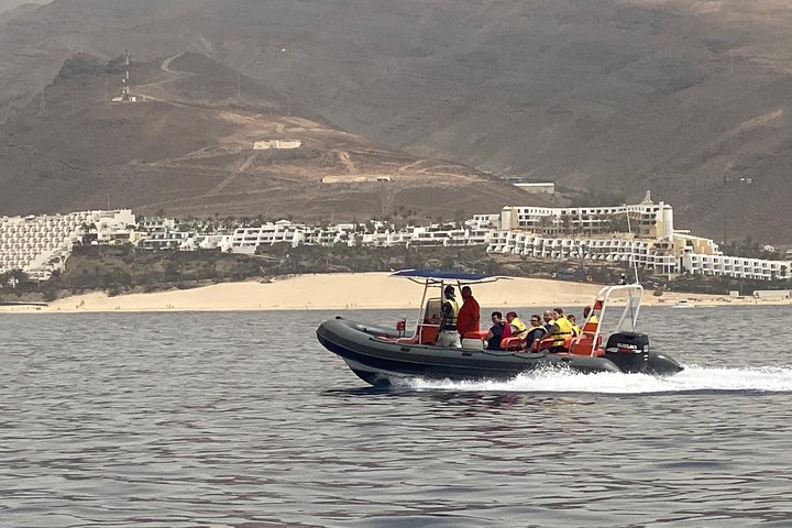 2h Dolphin and Whale Viewing + Snorkeling Tour
