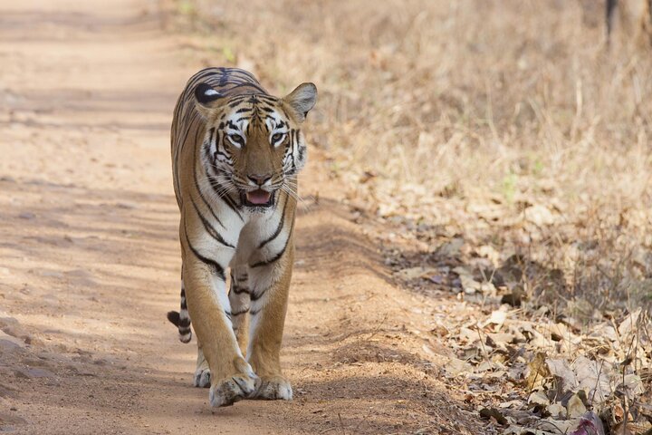 Tiger & Temple