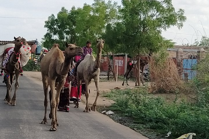Private Jodhpur Blue City Tour with Hotel Pickup and Drop-off