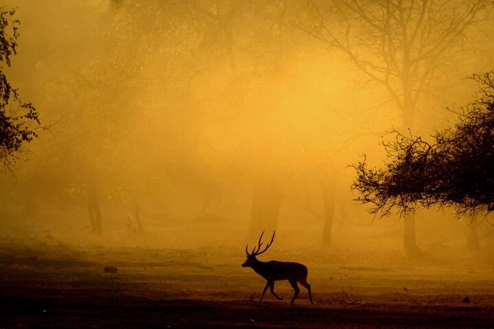 Safari in Bandhavgarh, Kanha, Pench & Tadoba National Parks