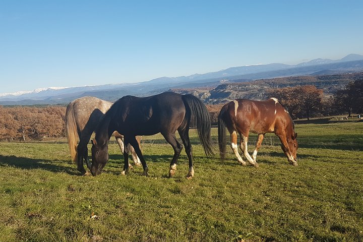 Horse ride in Haute Provence Luberon and Forcalquier