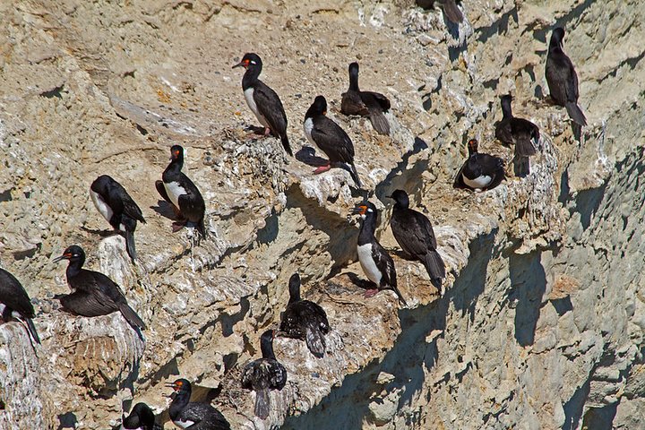 Shore Excursion Punta Loma Sea Lions Reserve Including Puerto Madryn City Tour