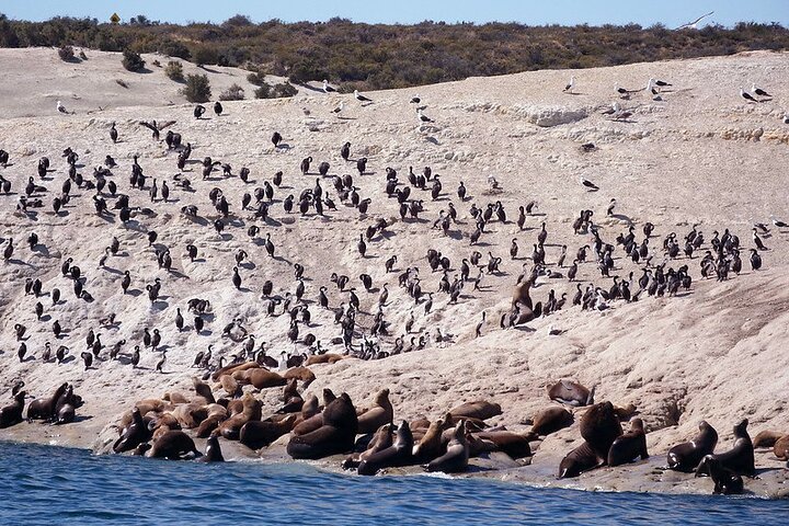 Shore Excursion Punta Loma Sea Lions Reserve Including Puerto Madryn City Tour