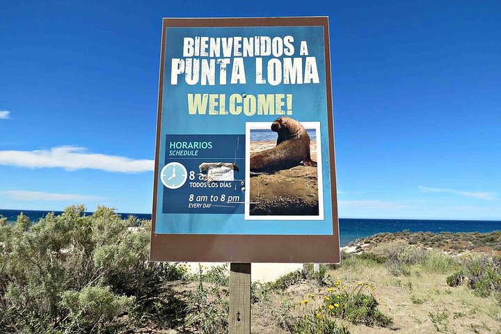 Shore Excursion Punta Loma Sea Lions Reserve Including Puerto Madryn City Tour
