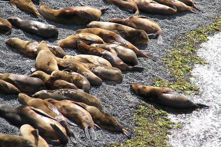 Shore Excursion Punta Loma Sea Lions Reserve Including Puerto Madryn City Tour