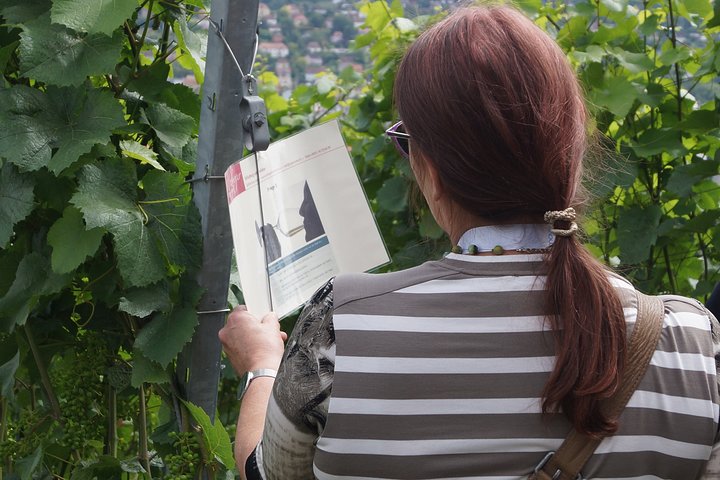Wine rally in Würzburg with tasting