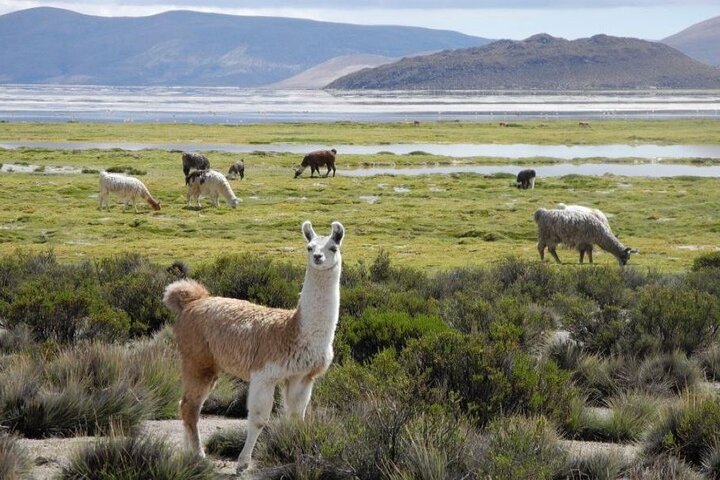 Lauca National Park and Chungara Lake from Arica