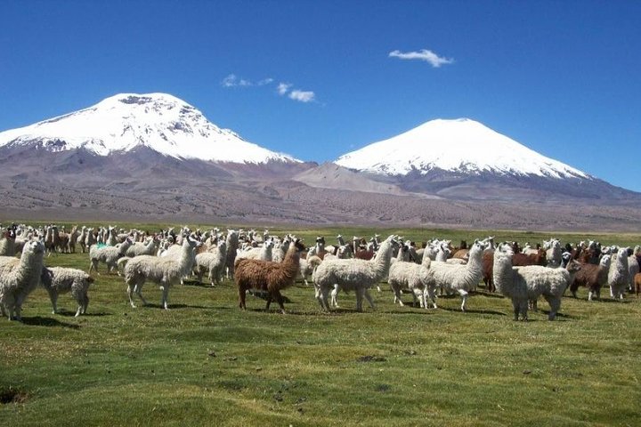 Lauca National Park and Chungara Lake from Arica