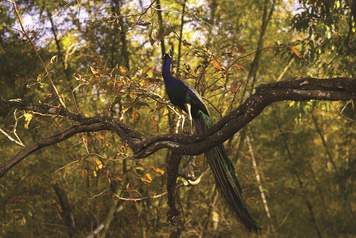 WildlifeSafari in Tadoba, Pench, Kanha & Bandhavgarh NationalPark