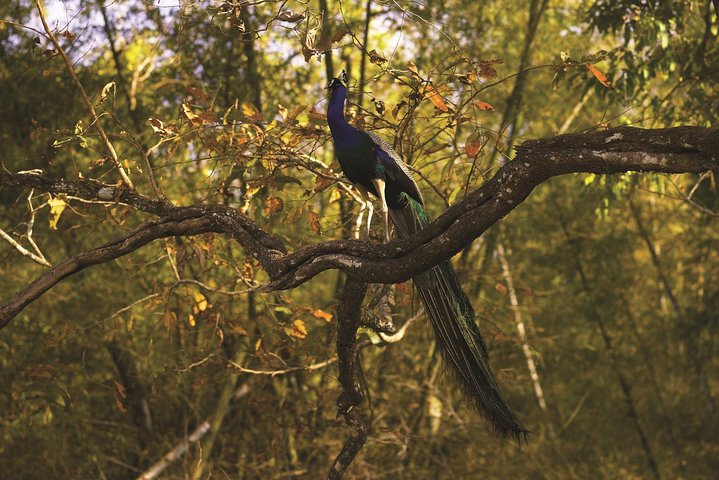 Safari in Bandhavgarh, Kanha, Pench & Tadoba National Parks