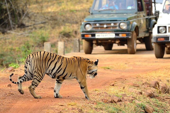 Safari in Bandhavgarh, Kanha, Pench & Tadoba National Parks