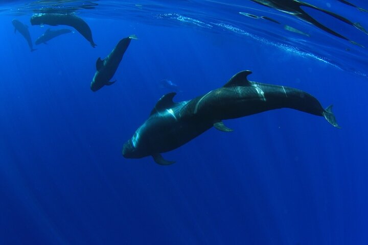 Whale watching & listening Eco-Catamaran Tour with Snacks &Drinks