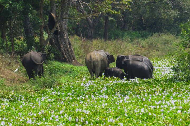 One Night Camping at Wasgamuwa National Park