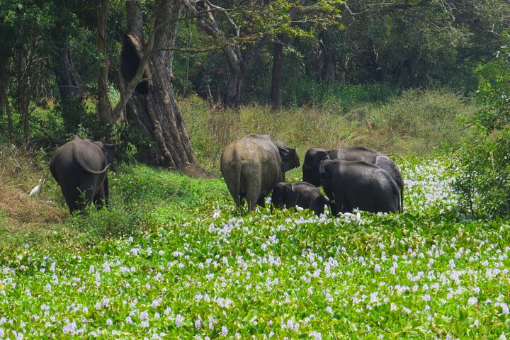 Two Night Camping in Wasgamuwa National Park