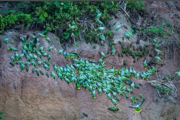 Deep Yasuni Wildlife Experience