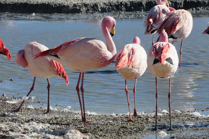 Luxury Uyuni Salt Flats 3D 2N Tour From La Paz by Air