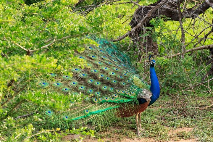 Yala National Park Safari - Private Tour