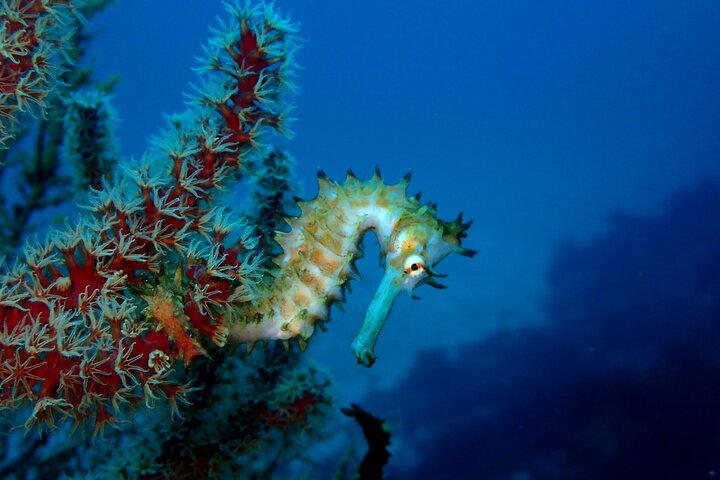 Let's enjoy Scuba diving in Izu Peninsula for certificate Diver
