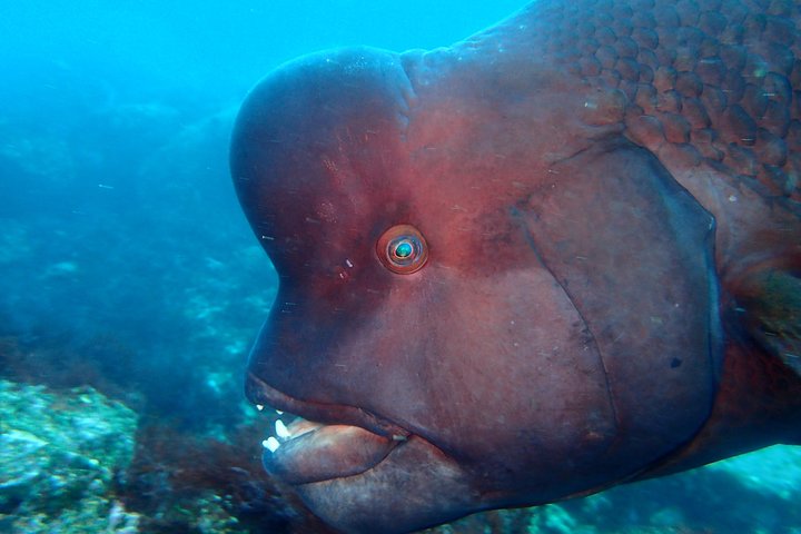 Let's enjoy Scuba diving in Izu Peninsula for certificate Diver