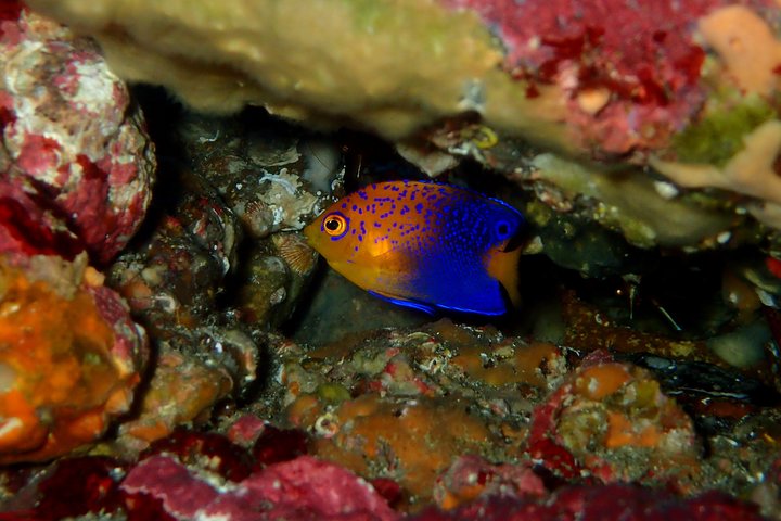 Let's enjoy Scuba diving in Izu Peninsula for certificate Diver
