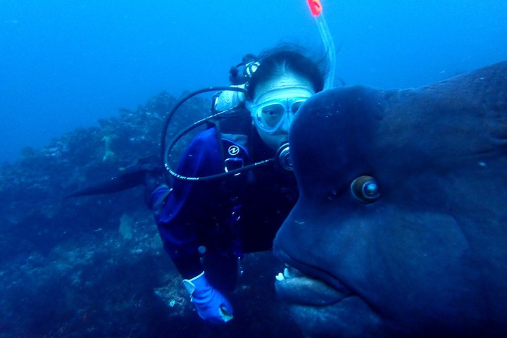 Let's enjoy Scuba diving in Izu Peninsula for certificate Diver