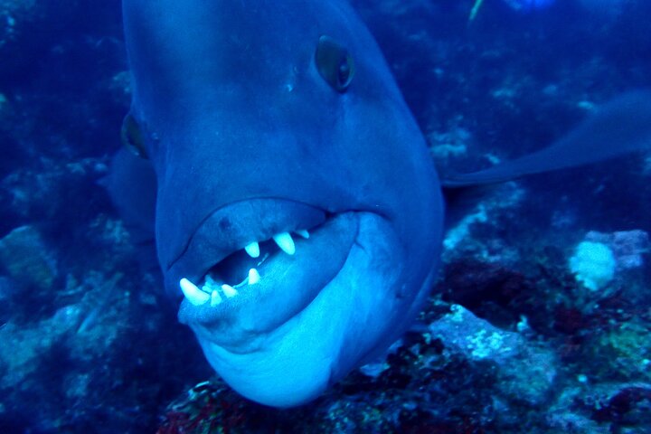 Let's enjoy Scuba diving in Izu Peninsula for certificate Diver