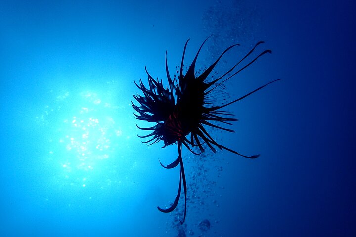 Let's enjoy Scuba diving in Izu Peninsula for certificate Diver