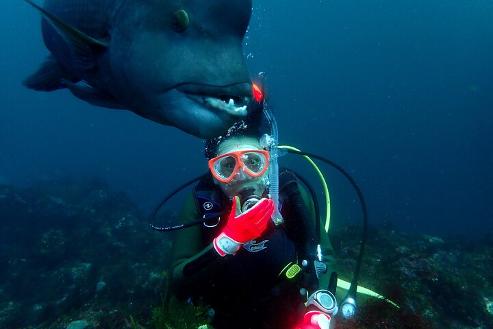 Let's enjoy Scuba diving in Izu Peninsula for certificate Diver