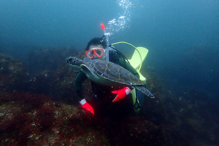 Let's enjoy Scuba diving in Izu Peninsula for certificate Diver