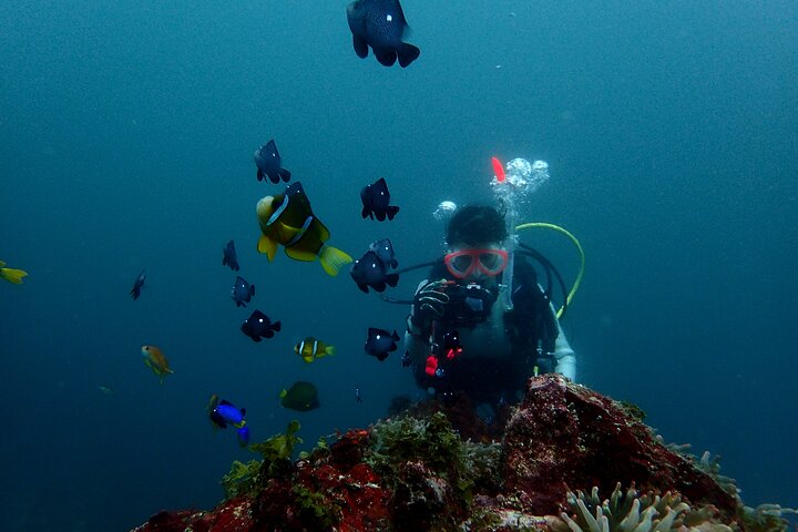 Let's enjoy Scuba diving in Izu Peninsula for certificate Diver