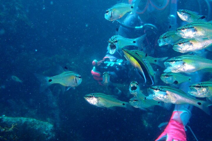 Let's enjoy Scuba diving in Izu Peninsula for certificate Diver
