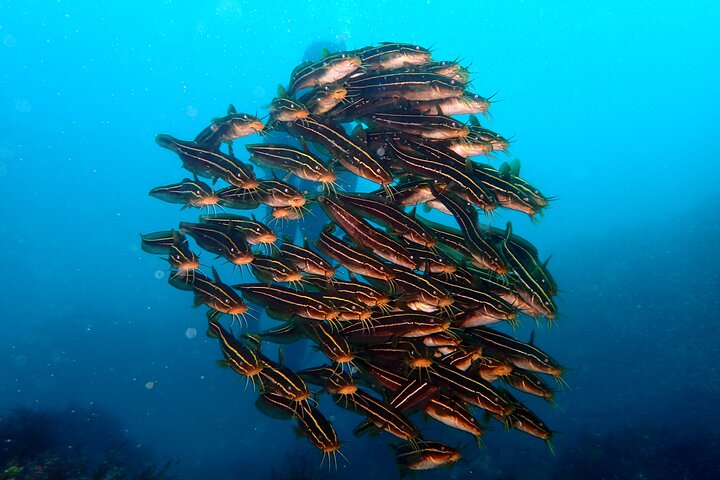 Let's enjoy Scuba diving in Izu Peninsula for certificate Diver