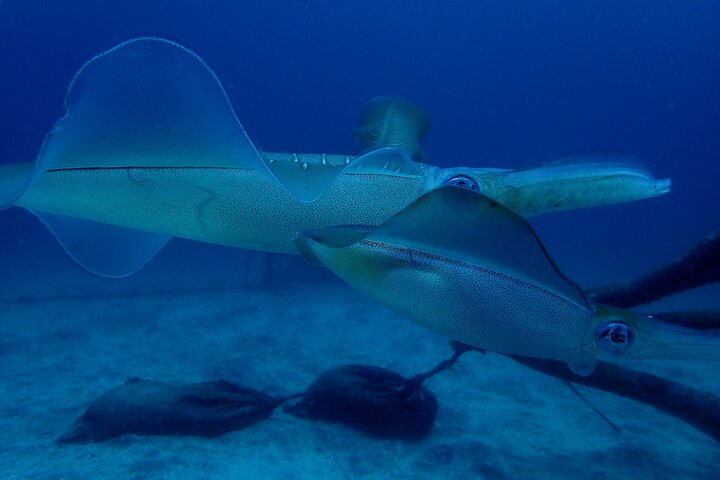 Let's enjoy Scuba diving in Izu Peninsula for certificate Diver