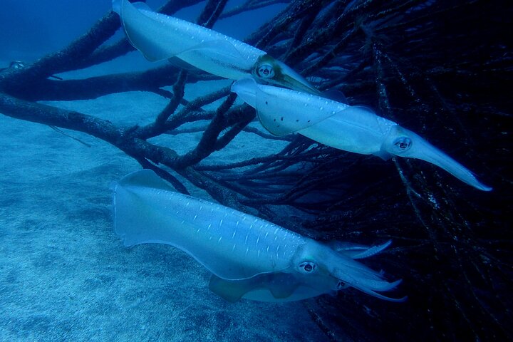 Let's enjoy Scuba diving in Izu Peninsula for certificate Diver