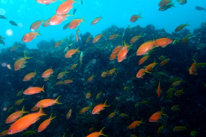 Let's enjoy Scuba diving in Izu Peninsula for certificate Diver