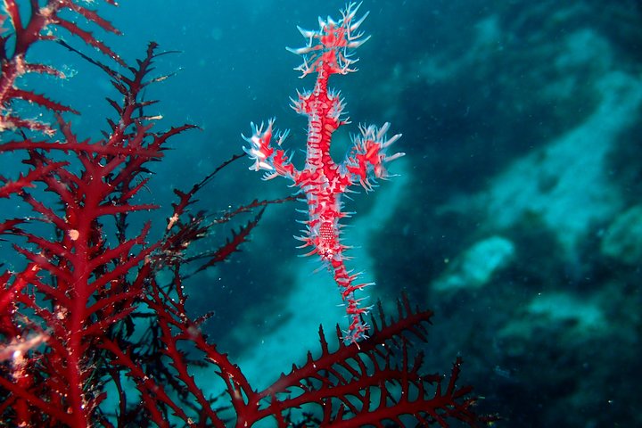 Let's enjoy Scuba diving in Izu Peninsula for certificate Diver