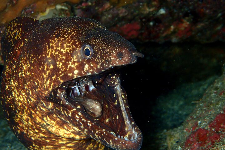 Let's enjoy Scuba diving in Izu Peninsula for certificate Diver