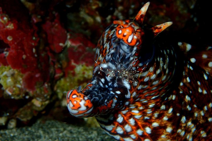 Let's enjoy Scuba diving in Izu Peninsula for certificate Diver