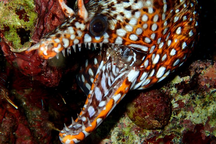 Let's enjoy Scuba diving in Izu Peninsula for certificate Diver
