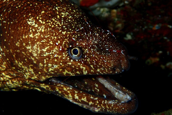 Let's enjoy Scuba diving in Izu Peninsula for certificate Diver
