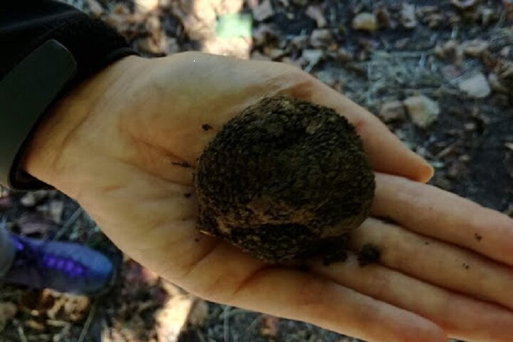 Langhe Truffle hunting Experience